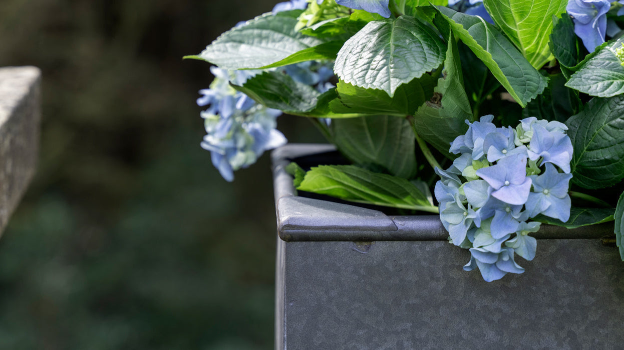 A Guide to Planting in Galvanised Steel