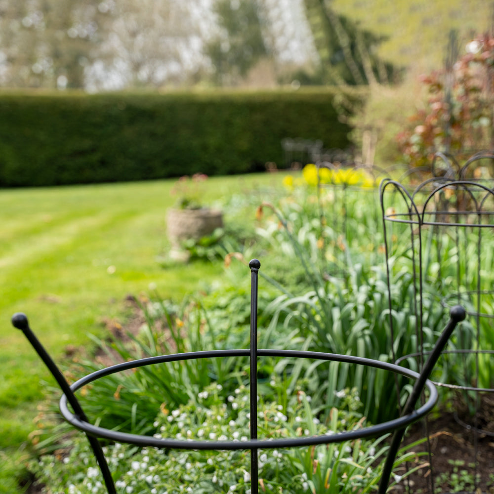 Peony Cage Black Plant Support.