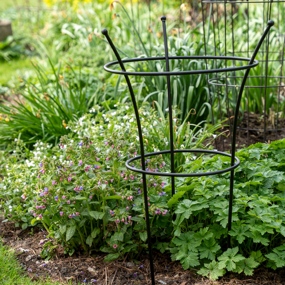 Peony Cage Black Plant Support.