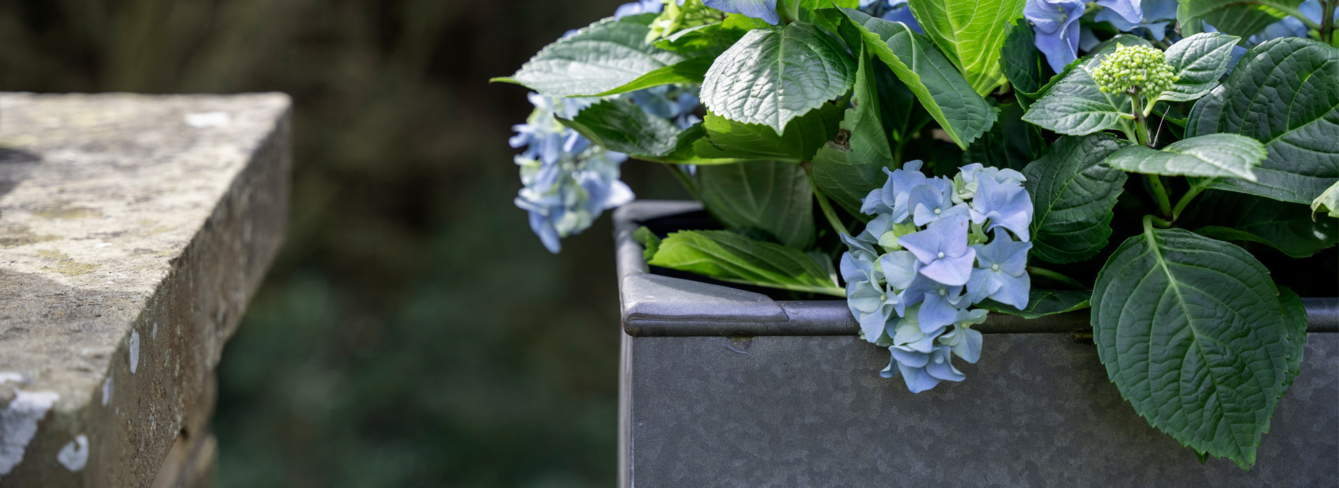 A Guide to Planting in Galvanised Steel