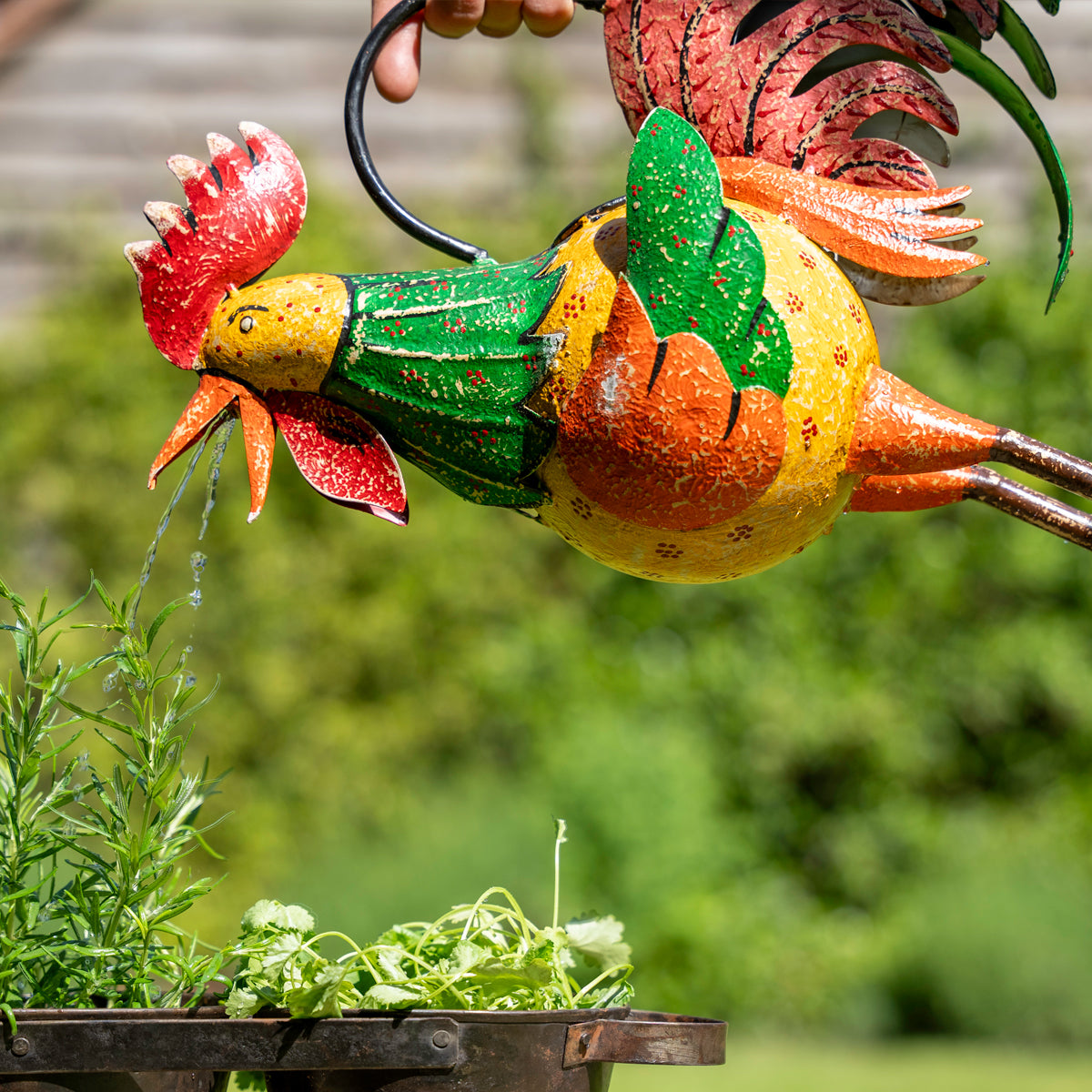 Colorful metal rooster watering plants in a garden