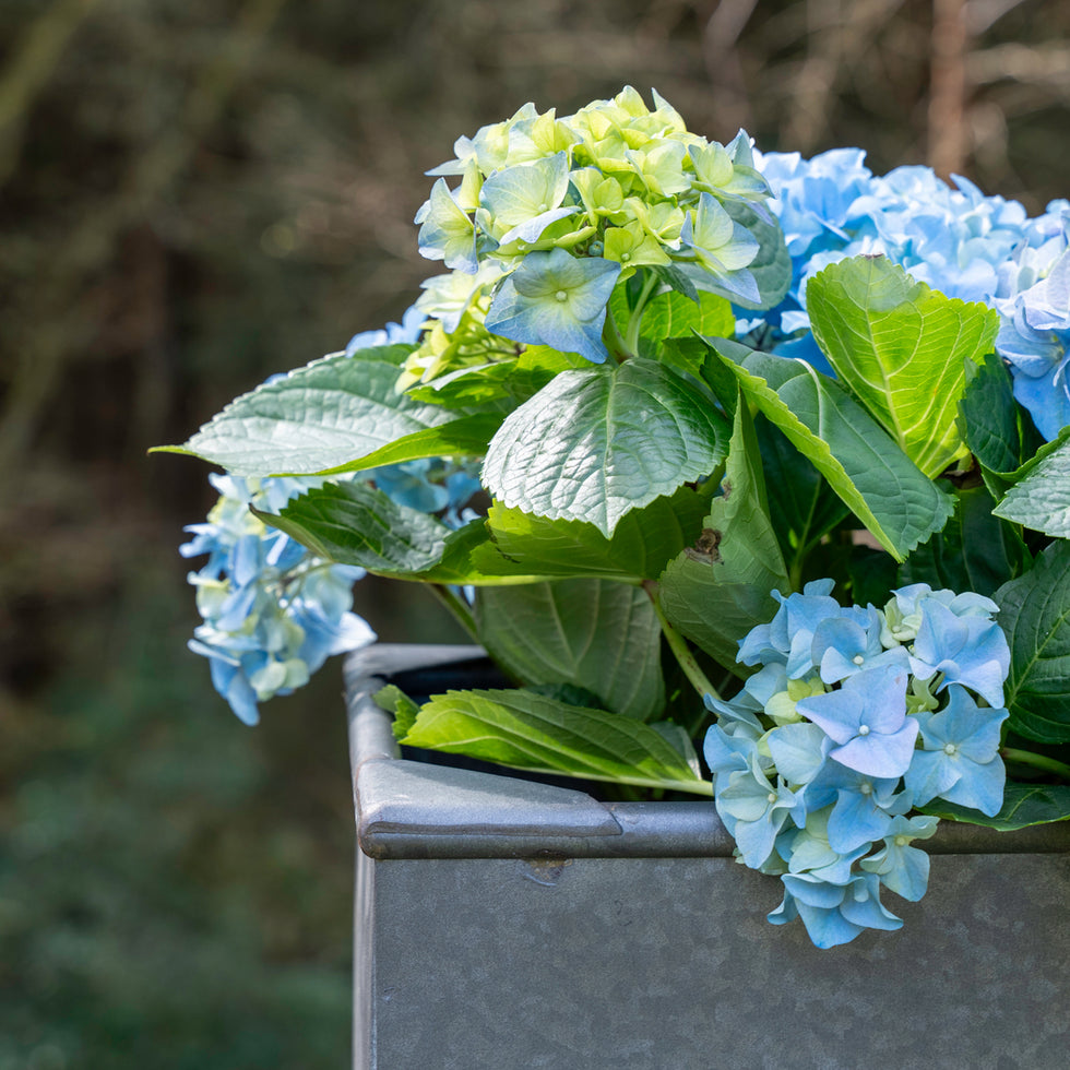 Pots, Planters & Troughs – Forge & Foundry Limited