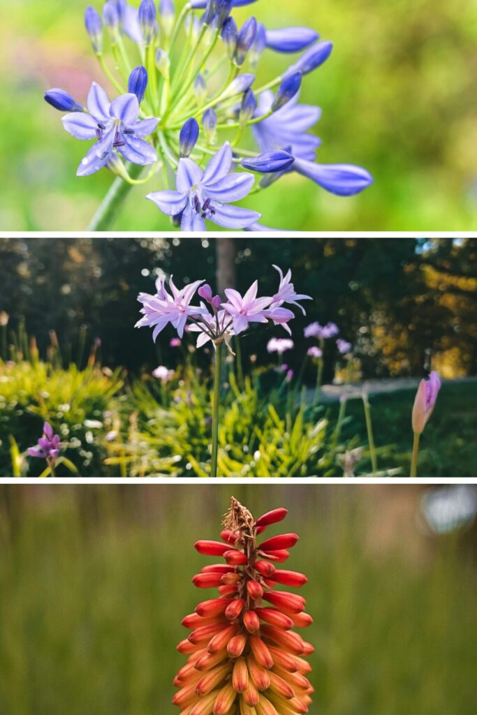 late-summer flowering perennials